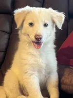 F2 ABCA, a female Border Collie for sale in Mountain Grove, MO – 10 of 10