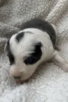F1Blue ABCA, a female Border Collie for sale in Mountain Grove, MO – 4 of 8