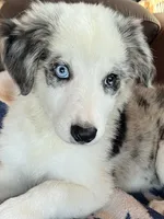 F1 ABCA, a female Border Collie for sale in Mountain Grove, MO – 10 of 10