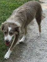 ABCA 5 yr, a female Border Collie for sale in Mountain Grove, MO – 9 of 10
