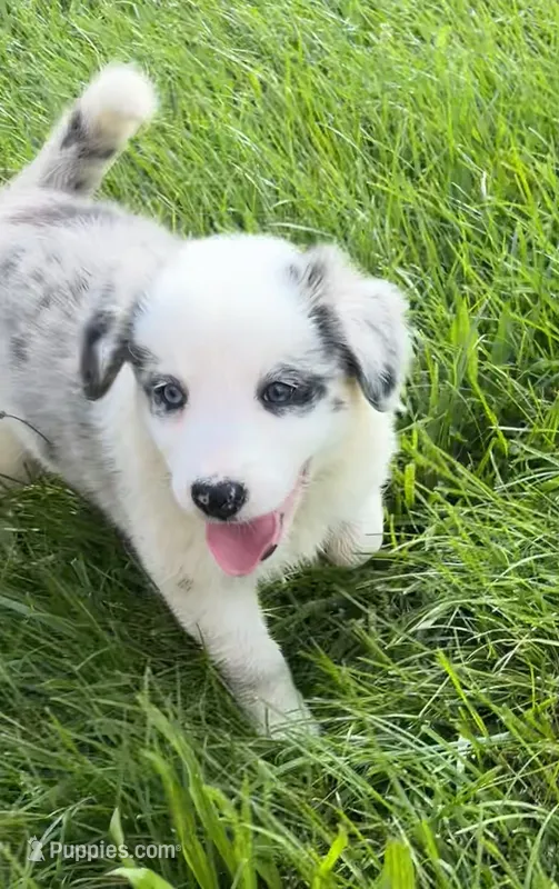 F1 ABCA – Border Collie puppy for sale in Mountain Grove, MO