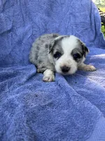 M1 ABCA, a male Border Collie for sale in Mountain Grove, MO – 4 of 6