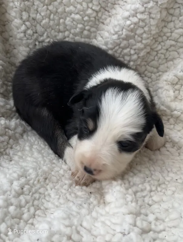 F2 Blk Wt Tri ABCA – Border Collie puppy for sale in Mountain Grove, MO
