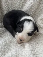 F2 Blk Wt Tri ABCA, a female Border Collie for sale in Mountain Grove, MO – 1 of 5