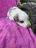 F1 ABCA, a female Border Collie for sale in Mountain Grove, MO – 7 of 10