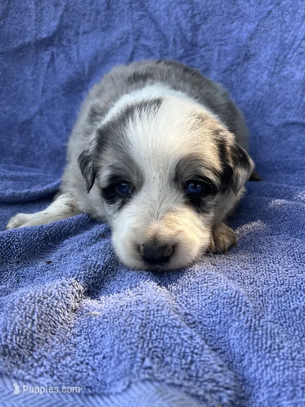 M1 ABCA – Border Collie puppy for sale in Mountain Grove, MO