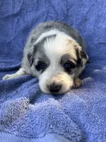 M1 ABCA, a male Border Collie for sale in Mountain Grove, MO – 2 of 6