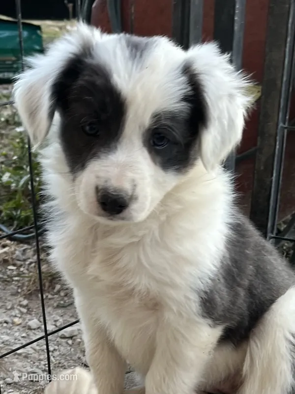 F1Blue ABCA – Border Collie puppy for sale in Mountain Grove, MO