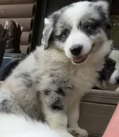M1 ABCA, a male Border Collie for sale in Mountain Grove, MO – 3 of 10