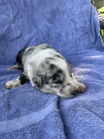 M2 ABCA, a male Border Collie for sale in Mountain Grove, MO – 4 of 8
