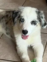 F1 ABCA, a female Border Collie for sale in Mountain Grove, MO – 7 of 10