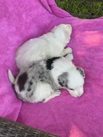 F1 ABCA, a female Border Collie for sale in Mountain Grove, MO – 10 of 10
