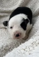 M3 Bk Wt ABCA, a male Border Collie for sale in Mountain Grove, MO – 4 of 8