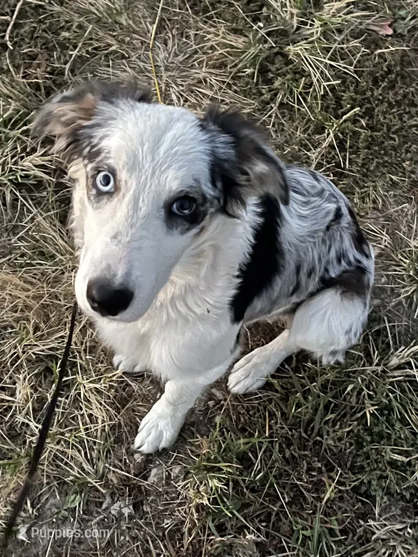 F1 Lolly ABCA – Border Collie puppy for sale in Mountain Grove, MO
