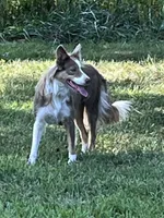 ABCA 5 yr, a female Border Collie for sale in Mountain Grove, MO – 1 of 10