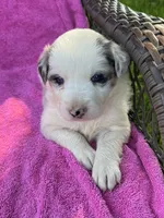 F1 ABCA, a female Border Collie for sale in Mountain Grove, MO – 4 of 10