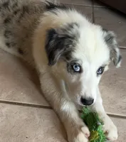 F1 ABCA, a female Border Collie for sale in Mountain Grove, MO – 5 of 10