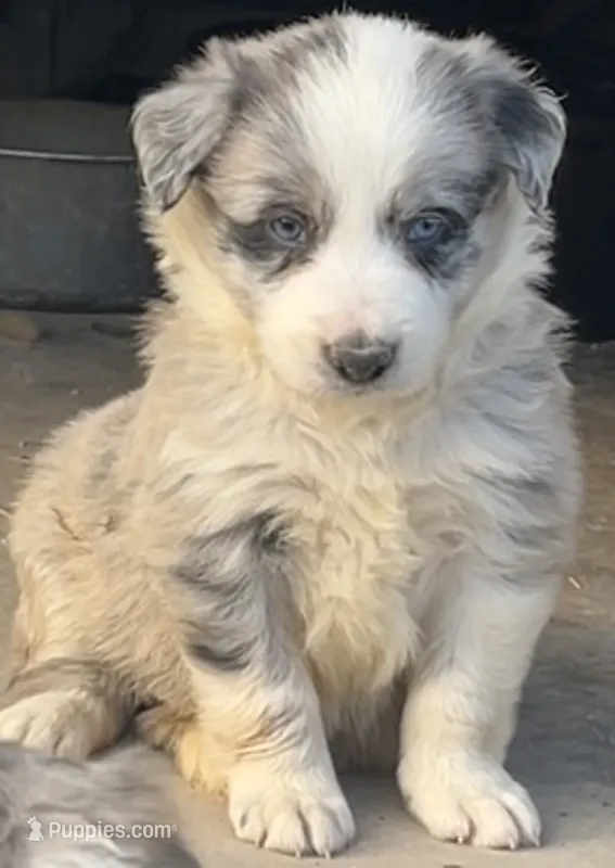 M1 ABCA – Border Collie puppy for sale in Mountain Grove, MO