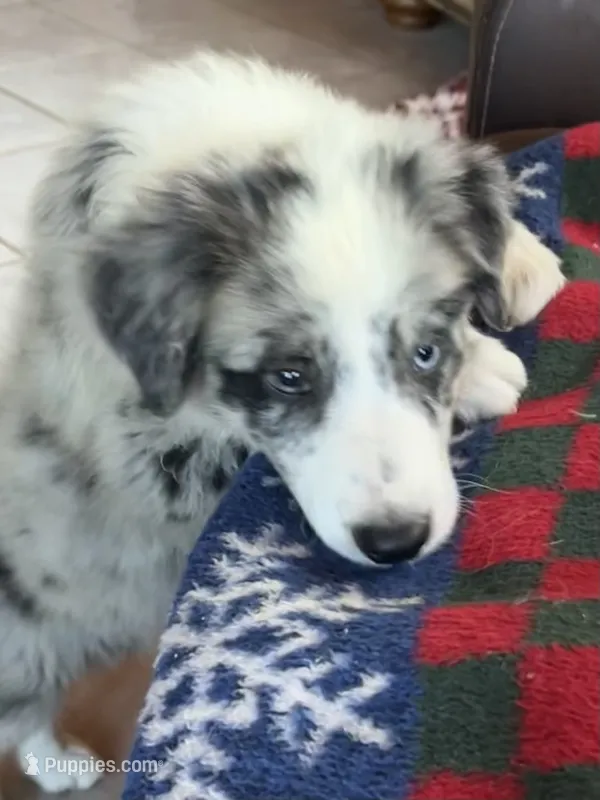 M1 ABCA – Border Collie puppy for sale in Mountain Grove, MO