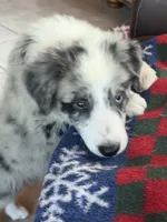 M1 ABCA, a male Border Collie for sale in Mountain Grove, MO – 1 of 10