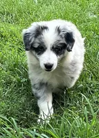 M1 ABCA, a male Border Collie for sale in Mountain Grove, MO – 2 of 10