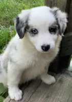 F1 ABCA, a female Border Collie for sale in Mountain Grove, MO – 2 of 10
