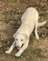 F2 Luna ABCA, a female Border Collie for sale in Mountain Grove, MO – 3 of 10