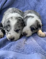 M2 ABCA, a male Border Collie for sale in Mountain Grove, MO – 8 of 8
