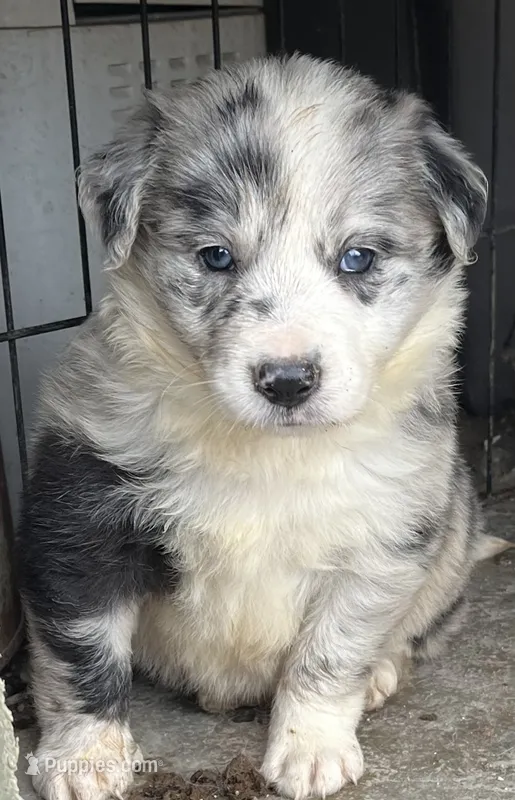 M2 ABCA – Border Collie puppy for sale in Mountain Grove, MO