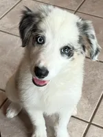 F1 ABCA, a female Border Collie for sale in Mountain Grove, MO – 6 of 10