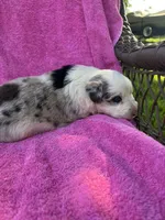 F1 ABCA, a female Border Collie for sale in Mountain Grove, MO – 6 of 10