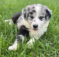 M2 ABCA, a male Border Collie for sale in Mountain Grove, MO – 8 of 10