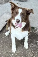 Boone ABCA, a male Border Collie for sale in Mountain Grove, MO – 4 of 10