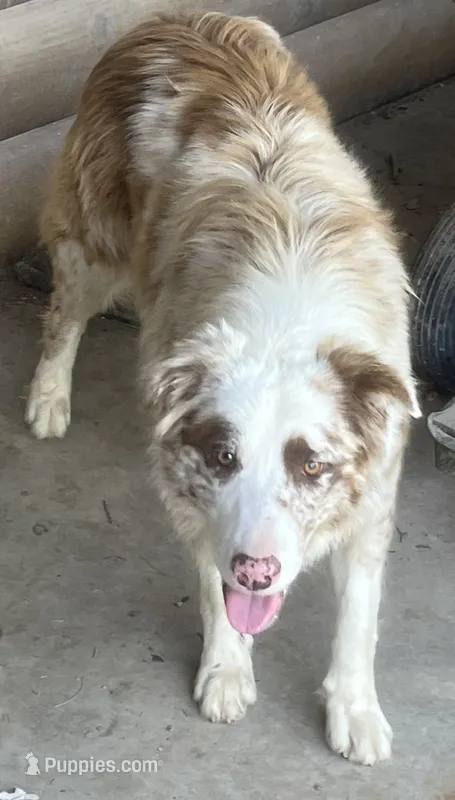 Cowboy ABCA – Border Collie puppy for sale in Mountain Grove, MO