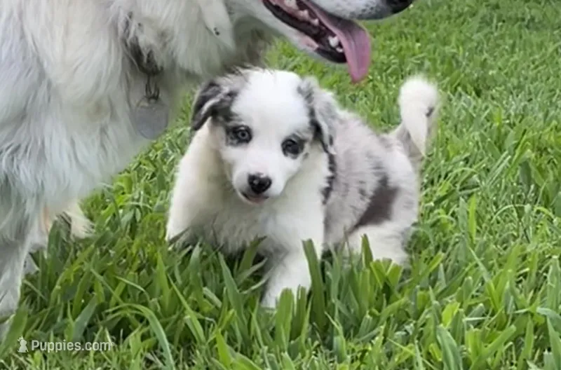 F1 ABCA – Border Collie puppy for sale in Mountain Grove, MO
