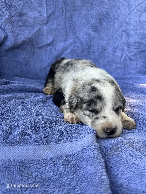 M2 ABCA – Border Collie puppy for sale in Mountain Grove, MO