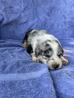M2 ABCA, a male Border Collie for sale in Mountain Grove, MO – 3 of 8