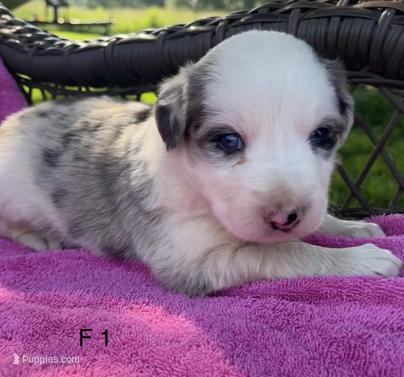 F1 ABCA – Border Collie puppy for sale in Mountain Grove, MO