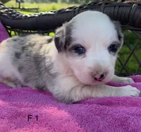 F1 ABCA, a female Border Collie for sale in Mountain Grove, MO – 1 of 10