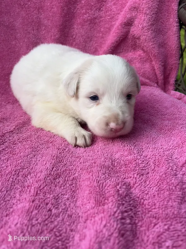 F2 ABCA, a female Border Collie for sale in Mountain Grove, MO – 1 of 9