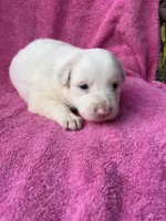F2 ABCA, a female Border Collie for sale in Mountain Grove, MO – 2 of 9
