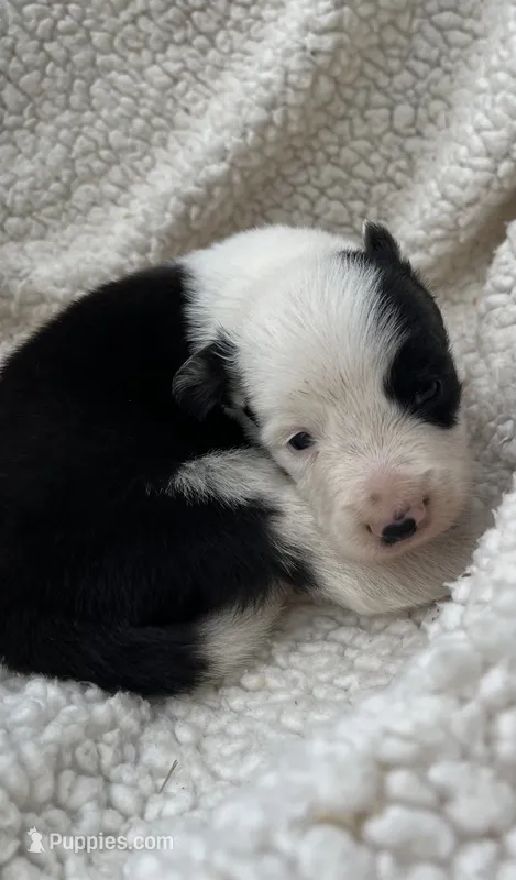 M3 Bk Wt ABCA – Border Collie puppy for sale in Mountain Grove, MO