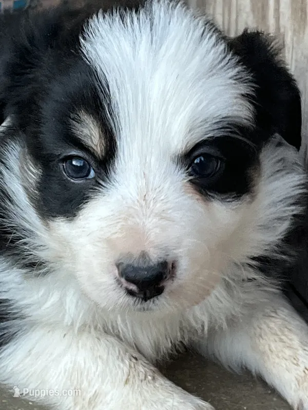 F2 Blk Wt Tri ABCA – Border Collie puppy for sale in Mountain Grove, MO