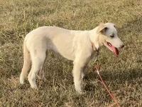 F2 Luna ABCA, a female Border Collie for sale in Mountain Grove, MO – 2 of 10