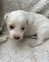 M1 ee red ABCA, a male Border Collie for sale in Mountain Grove, MO – 3 of 8