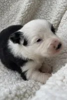 M3 Bk Wt ABCA, a male Border Collie for sale in Mountain Grove, MO – 7 of 8