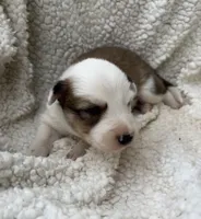 M2 Sable ABCA, a male Border Collie for sale in Mountain Grove, MO – 4 of 7