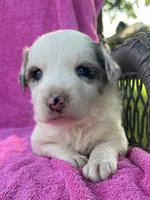 F1 ABCA, a female Border Collie for sale in Mountain Grove, MO – 3 of 10