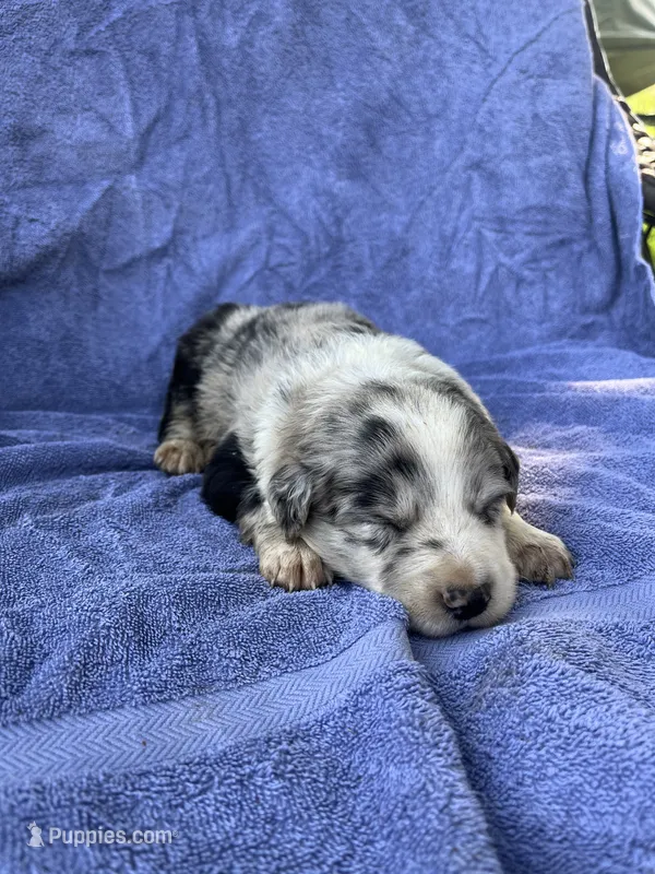 M2 ABCA – Border Collie puppy for sale in Mountain Grove, MO