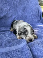M2 ABCA, a male Border Collie for sale in Mountain Grove, MO – 6 of 8